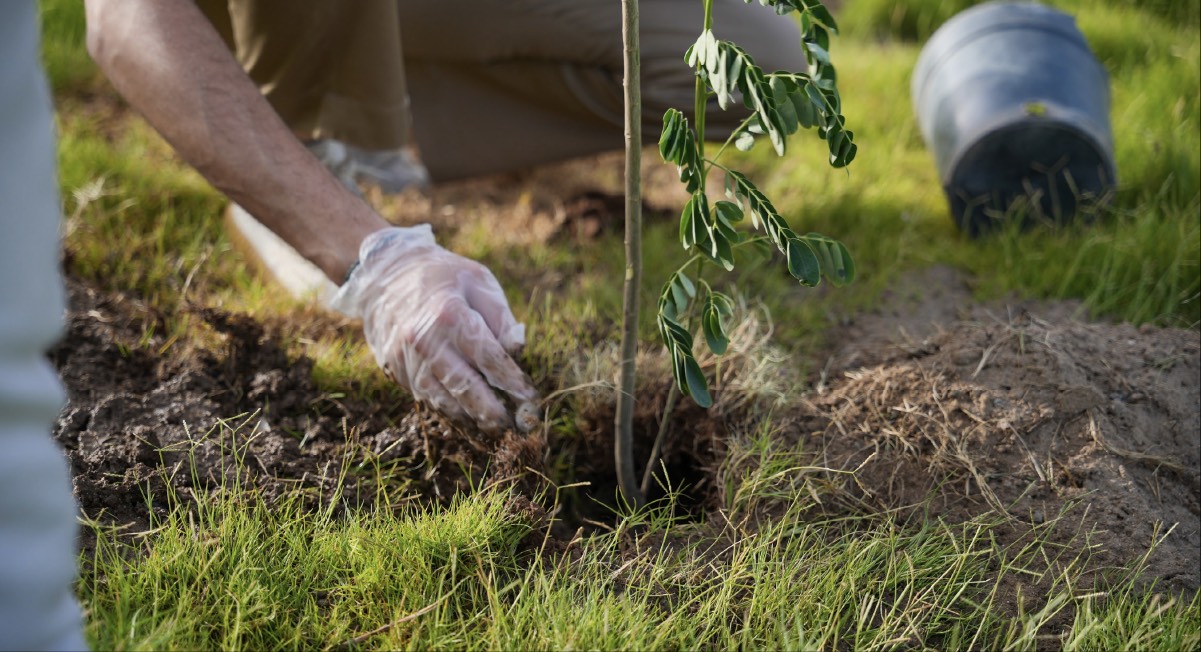 Sustainability Image